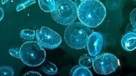 Timeline: MICROBIOLOGIA EN EL TEMPO (historia) DIANA COSTILLA