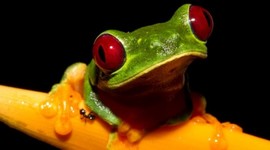 Timeline: LOS EVENTOS MAS IMPORTANTES DE LA BIOLOGÍA A TRAVÉS DE LA HISTORIA