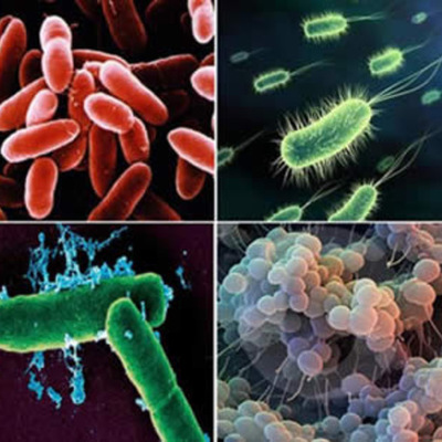 Timeline: historia de la microbiologia
