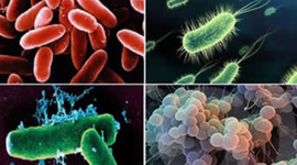Timeline: historia de la microbiologia
