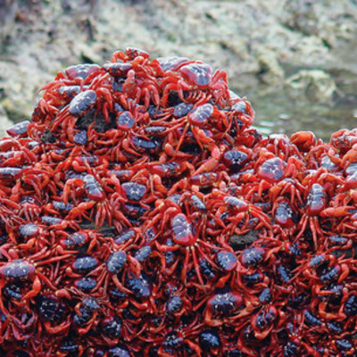 Timeline: pop goes the weasel