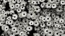 Timeline: American Revolution by Mallory Mervine