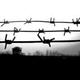 Barb wire