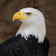 Bald eagle portrait