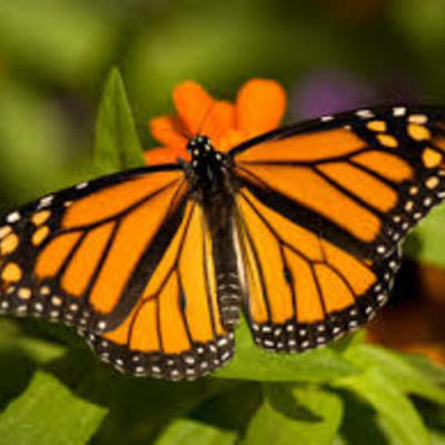 Timeline: The magic of Monarch butterflies