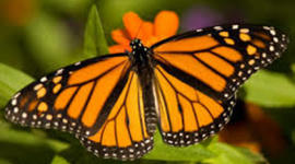 Timeline: The magic of Monarch butterflies