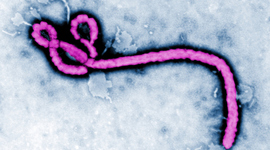 Timeline: History of Ebola