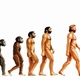 Human evolution