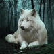 1 the white wolf julie l hoddinott