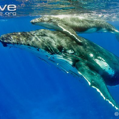 Timeline: Whale timeline