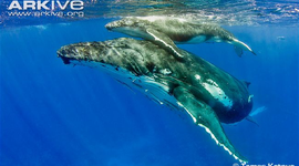 Timeline: Whale timeline