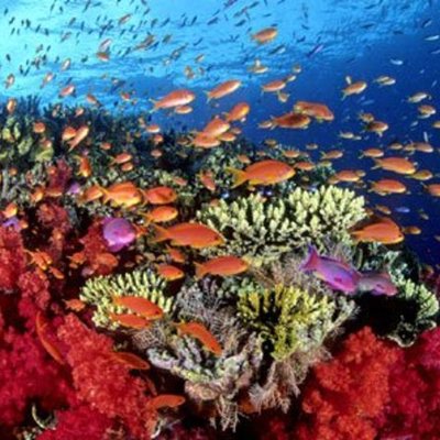 Timeline: Historia de la Biologia