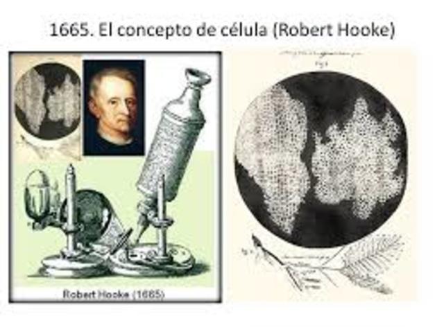 historia de la biologia timeline | Timetoast timelines