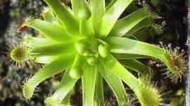 Timeline: UNA TRAVESÍA POR LA BIOLOGIA