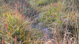 Timeline: Démarche N2000 sur Langazel