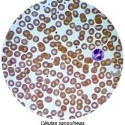 Timeline: biologia acontesimientos