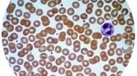 Timeline: biologia acontesimientos