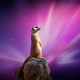 Meerkat 22119
