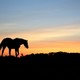 Silhouette of horse at sunset