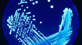 Timeline: Personajes Historicos En MIcrobiologia