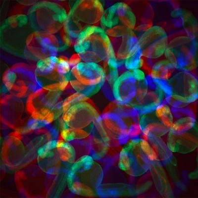 Timeline: Biological Contributions