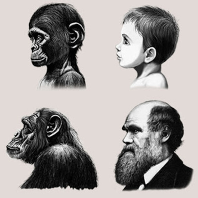 Timeline: Una nueva propuesta sobre la evolución de la mente