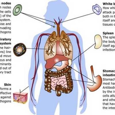 Timeline: immune system