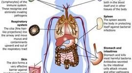 Timeline: immune system