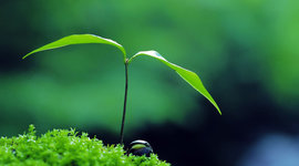 Timeline: Desarrollo y Turismo Sustentable