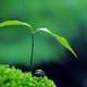 718967  birth plants green wallpaper backgrounds wallpapers landscape images nature p