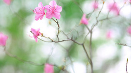 Timeline: LIFE TIMELINE