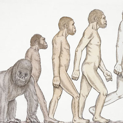 Timeline: Evolution of Life on Earth