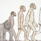 Human evolution 540x380