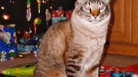 Timeline: Civil War A4