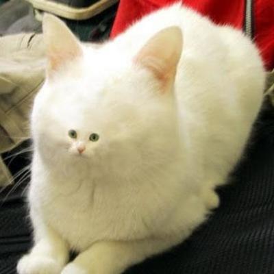 Timeline: Absolute Monarchs=- Izzy Yeager  and Evan Thomas