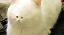 Timeline: Absolute Monarchs=- Izzy Yeager  and Evan Thomas