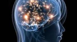 Timeline: historia de la neuroanatomia