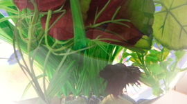 Timeline: Mrs. Stuckey