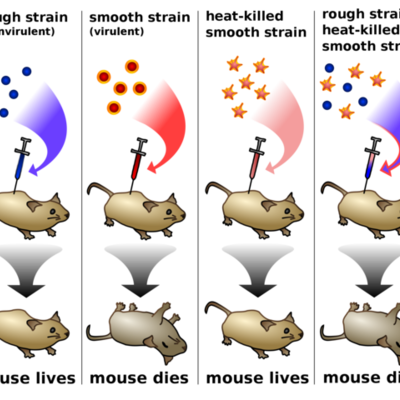 Timeline: Genetics And DNA Contributions