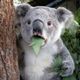 Koala cant believe it