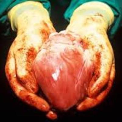 Timeline: When Blood Flows Throughout The Heart
