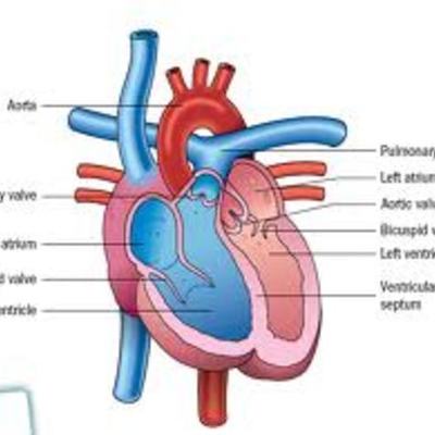 Timeline: Circulatory System