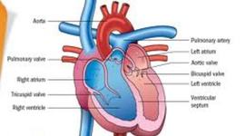 Timeline: Circulatory System