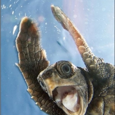 Timeline: History of the Atom Timeline by Alex and Adren