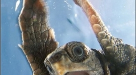 Timeline: History of the Atom Timeline by Alex and Adren