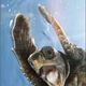 Happy turtle