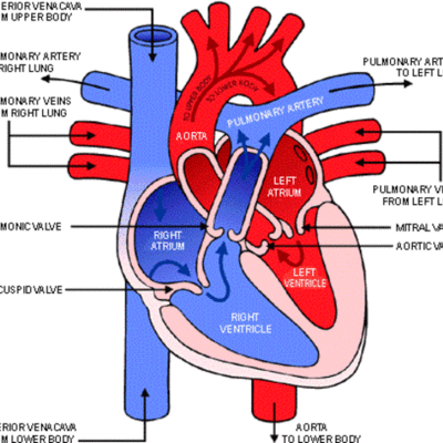 Timeline: Blood Flow Through The Heart
