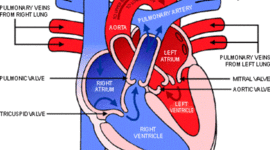 Timeline: Blood Flow Through The Heart