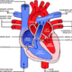 The blood flow of the human heart