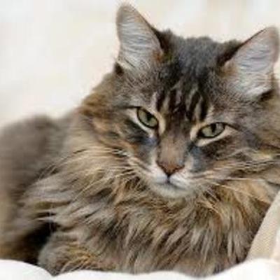 Timeline: Origins of American Government- Noah Harmuth